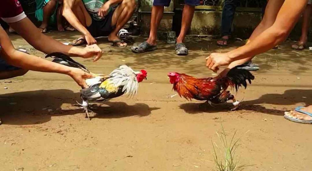 Đá gà là hoạt động giải trí thường xuyên ở Việt Nam
